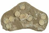 Fossil Shark Vertebrae & Teeth Plate - Morocco #78728-1
